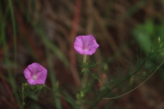 Ipomoea capillacea