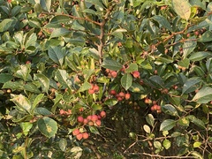 Crataegus crus-galli