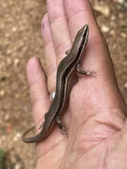 Marisora lineola