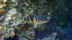 Serranus scriba