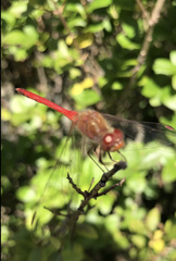 Sympetrum vicinum