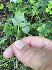 Oxalis incarnata