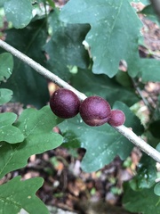 Disholcaspis globosa