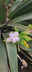 Impatiens sodenii