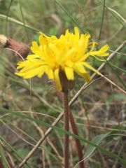 Taraxacum serotinum