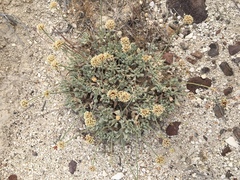 Eriogonum diatomaceum