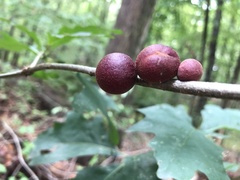 Disholcaspis globosa