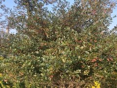 Crataegus crus-galli