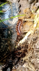 Rhysodesmus