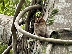 Megascops guatemalae