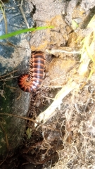 Rhysodesmus