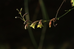 Prochnyanthes mexicana