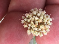 Eriogonum diatomaceum