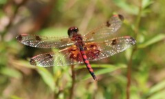 Celithemis elisa