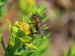 Tachininae