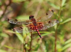 Celithemis elisa