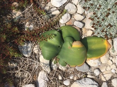 Haemanthus coccineus