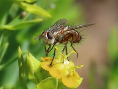 Tachininae