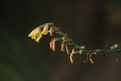 Prochnyanthes mexicana