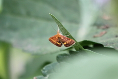 Pyrausta californicalis