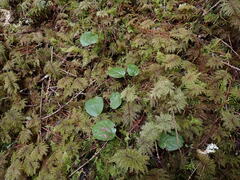 Pyrola asarifolia