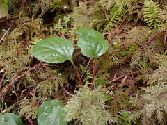 Pyrola asarifolia