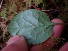Pyrola asarifolia