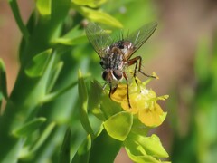 Tachininae