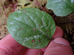 Mycosphaerella chimaphilae