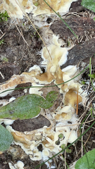 Gloeoporus dichrous