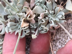 Eriogonum diatomaceum