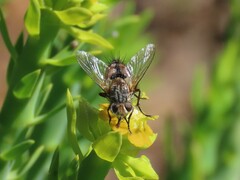 Tachininae