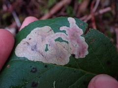 Cameraria gaultheriella