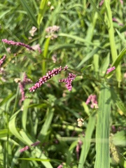 Persicaria longiseta