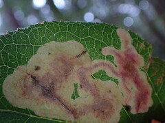 Cameraria gaultheriella