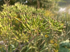 Arnoglossum atriplicifolium
