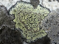 Rhizocarpon geographicum
