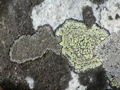 Rhizocarpon geographicum