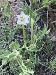 Acleisanthes longiflora