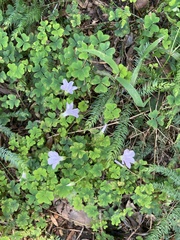 Oxalis incarnata