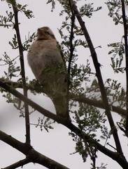 Gymnoris superciliaris