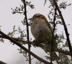 Gymnoris superciliaris