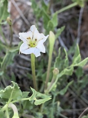 Acleisanthes longiflora