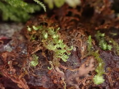 Douinia ovata