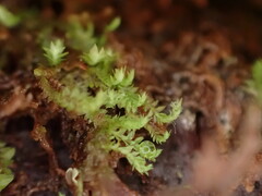 Douinia ovata