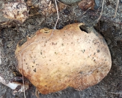 Rhizopogonaceae