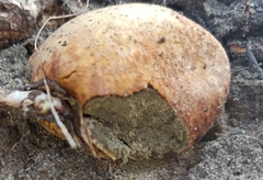 Rhizopogonaceae