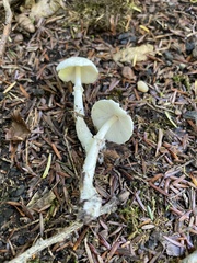 Amanita lavendula