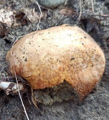 Rhizopogonaceae