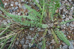 Oxytropis deflexa foliolosa